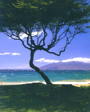 Kaanapali Beach Vacation Rentals By Owner * Kaanapali Beach Condo Vacation Rentals * Kaanapali Beach Owner Vacation Condos * Kaanapali Beach Condos * Kaanapali Beach Rentals * Kaanapali Beach Maui Beach Vacation Rentals * Kaanapali Beach Vacation Lodging * Kaanapali Beach Owner Vacation Condos * Kaanapali Beach Whaler Owner Condos * Kaanapali Beach Vacation Accommodations * Kaanapali Beach Vacation Ocean Front Condos